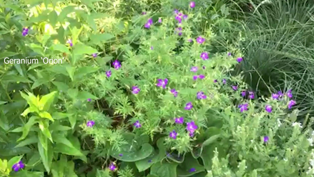 Roy On The Move - Filler Plants!  Episode #54