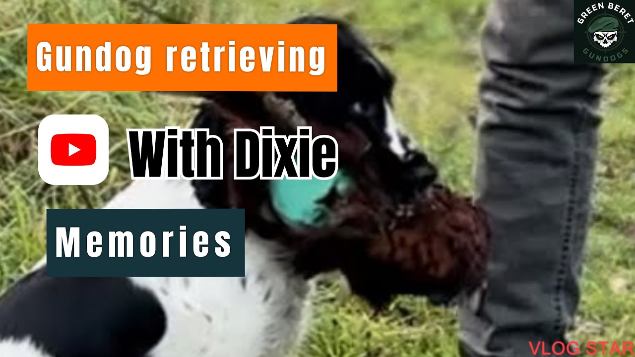 Working cocker spaniel memory retrieving with Dixie 