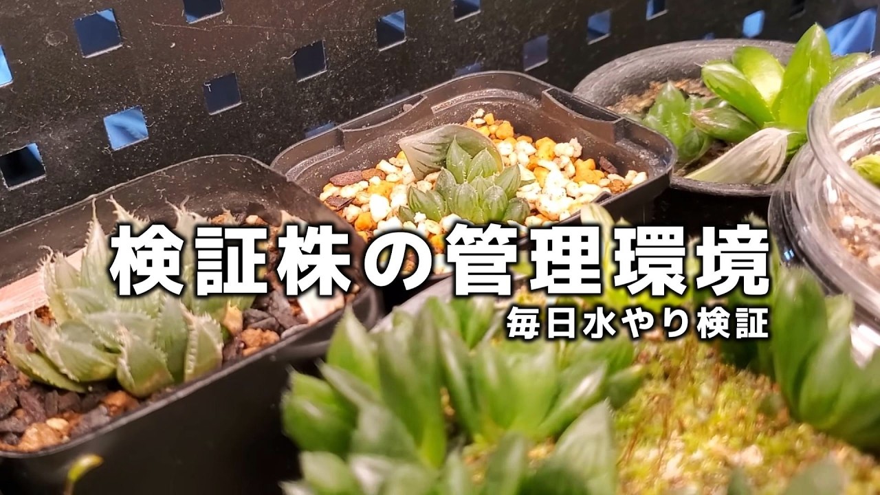 毎日水やり検証｜根腐れしなかった3株の管理環境をすべて公開