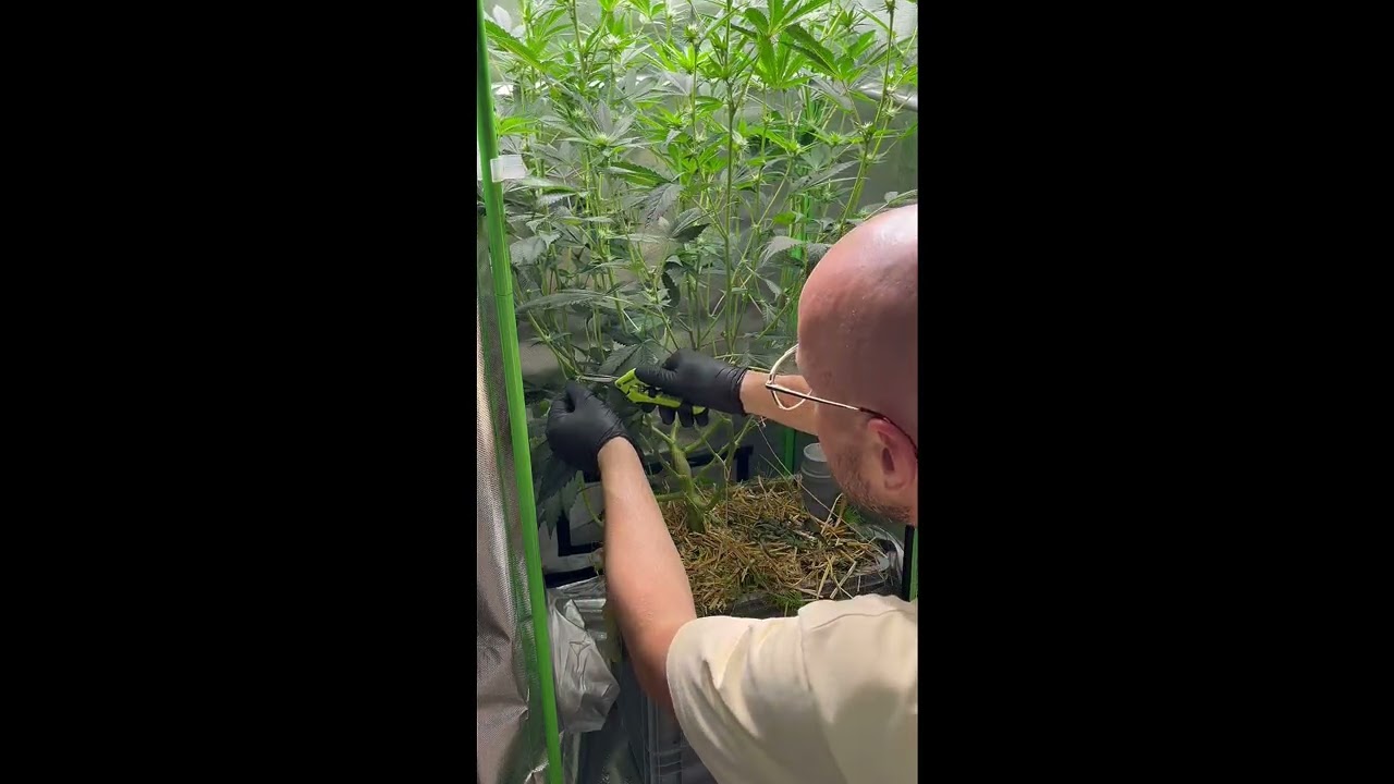 Defoliation der Theia-S1 von Basement Chuckers.