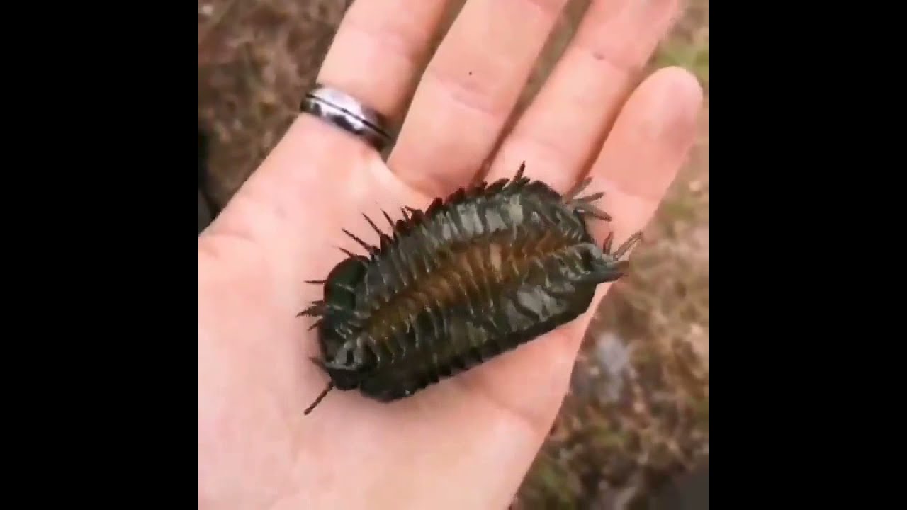 Bicho bola Gigante - Zoosphaerium neptunus. Se alimenta de hojas viejas y en descomposici&oacute;n.