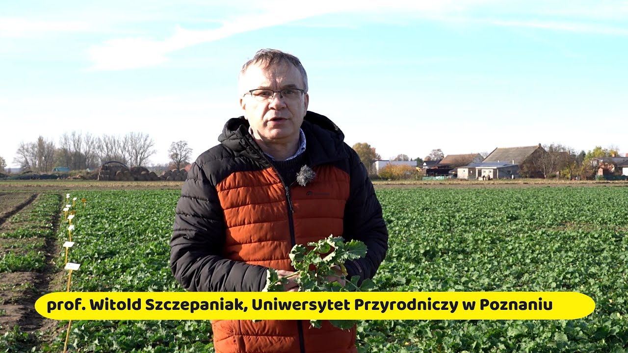 Rzepak przed zimą, aktualna sytuacja na polach - Akademia Rzepaku 05.11.2025 r. (woj. wielkopolskie)