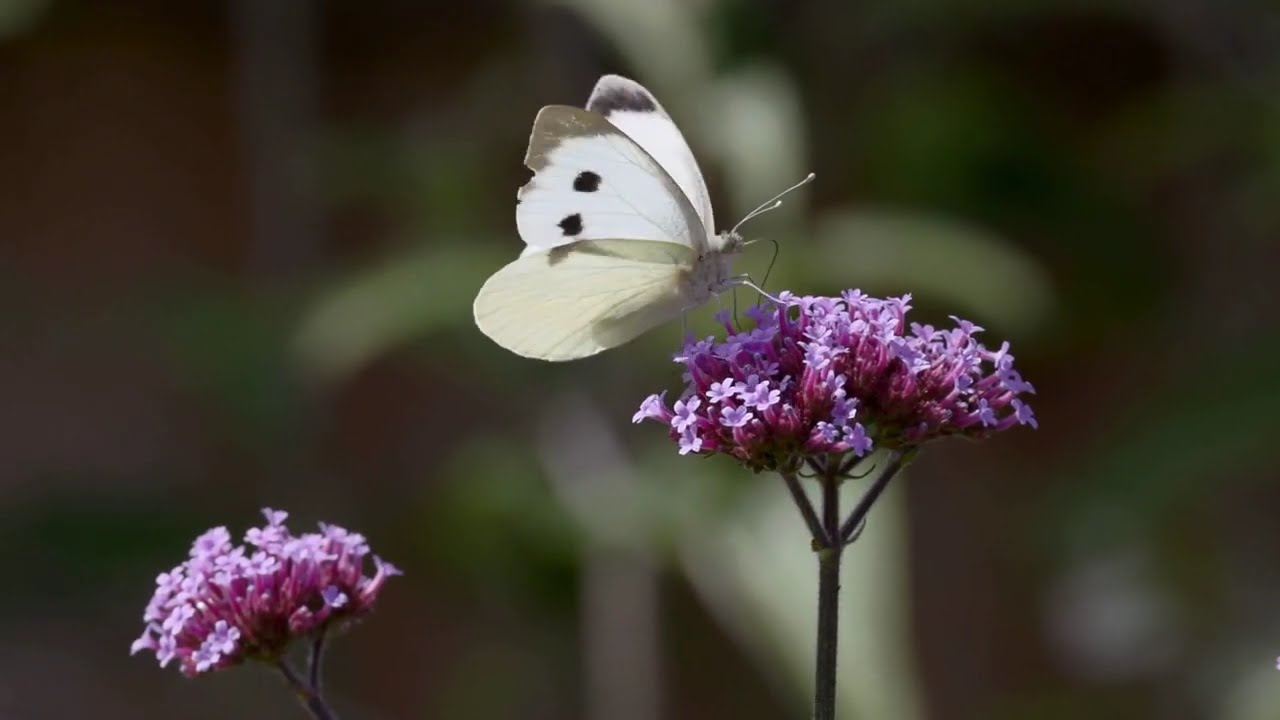 Colorful Bird on Flower | Relaxing Nature Scene