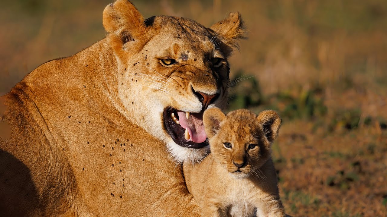 For this Mother Lion hunting is not a priority | Wildlife Icons 102 | Mobile