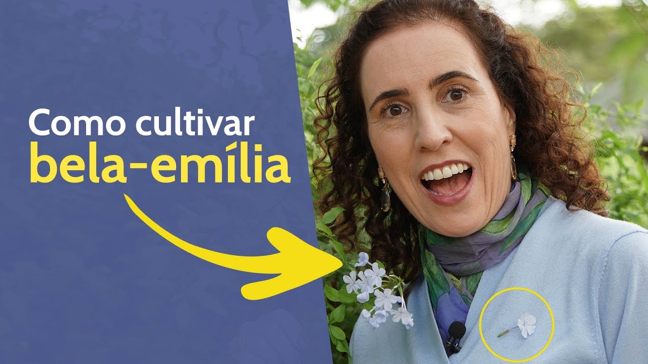 💙📌 A Flor que Cola na Roupa! Como Cultivar Bela-emília | Nô Figueiredo