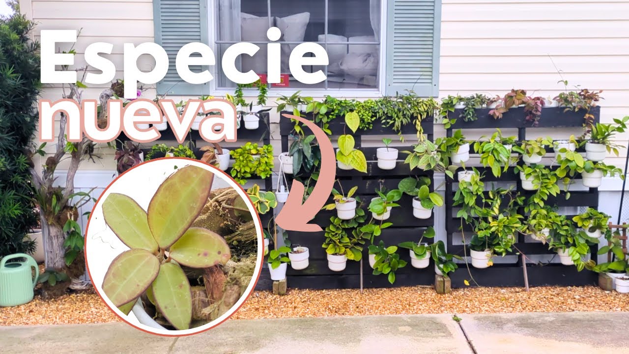Mantenimiento de Nuestras Hoyas | Poda, Reubicación y ¡Nueva Sorpresa en el Jardin!
