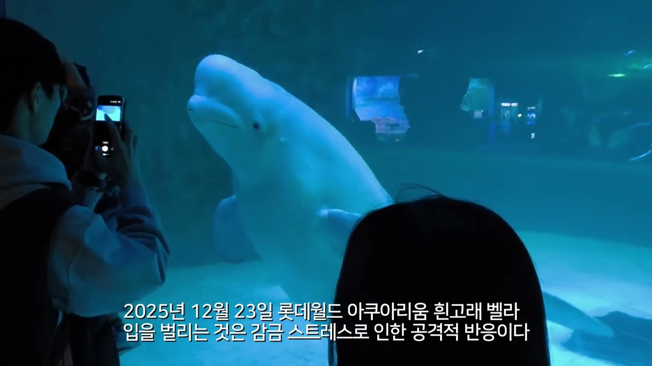 공격적 위협 행동을 보이는 롯데 아쿠아리움 벨루가 (feat 감금 스트레스)