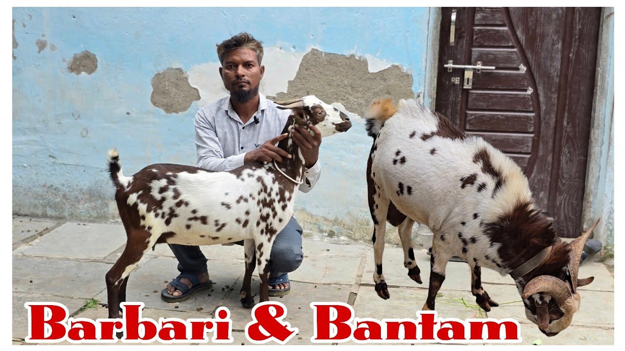 Quality Barbari and Bantam goats at Adnan Lucky Goat Farm Daulatabad
