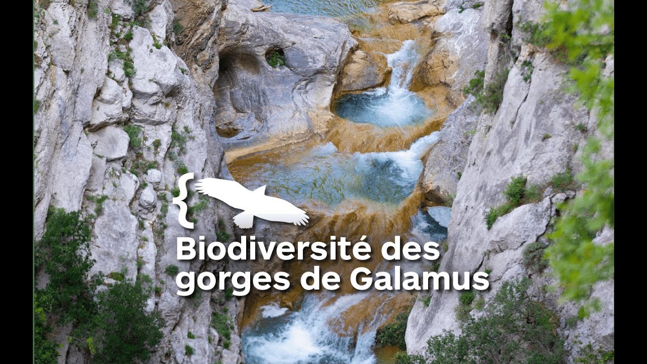 🦅 Gorges de Galamus : une étude environnementale inédite pour préserver un site exceptionnel