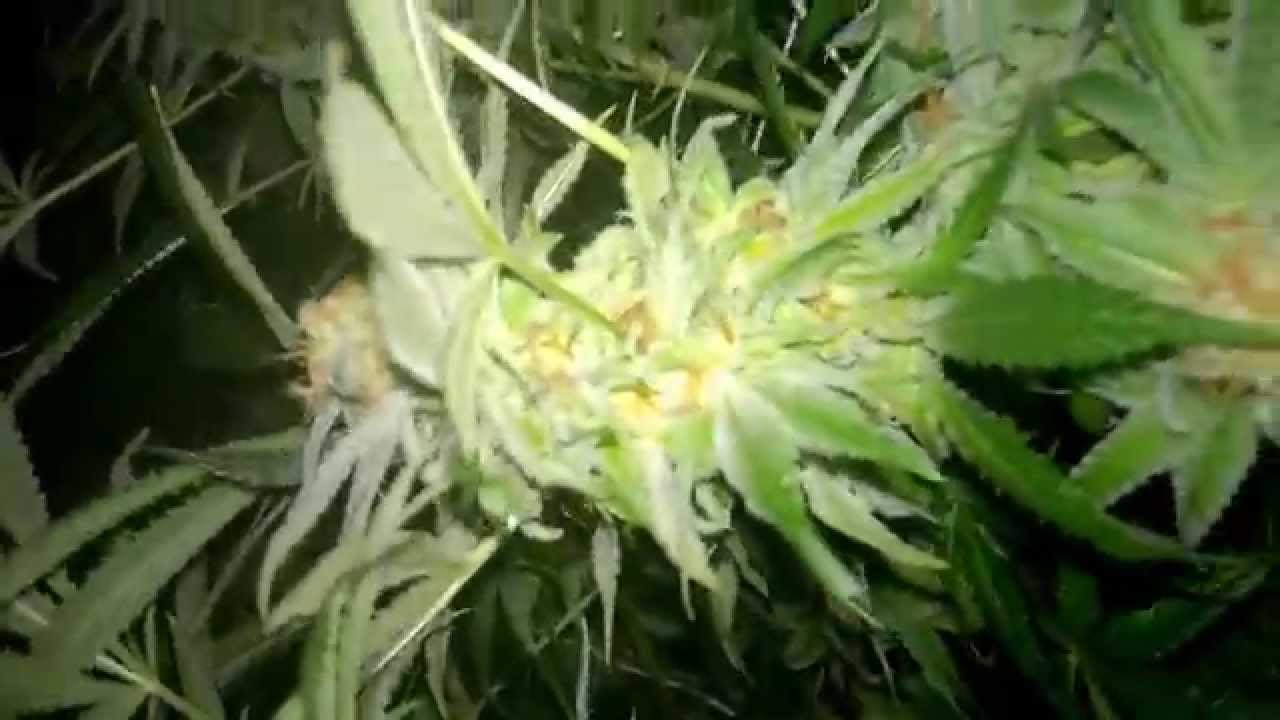 Day 48- ebb n' flow garden. sour diesel, island sweet skunk, bagseed-special