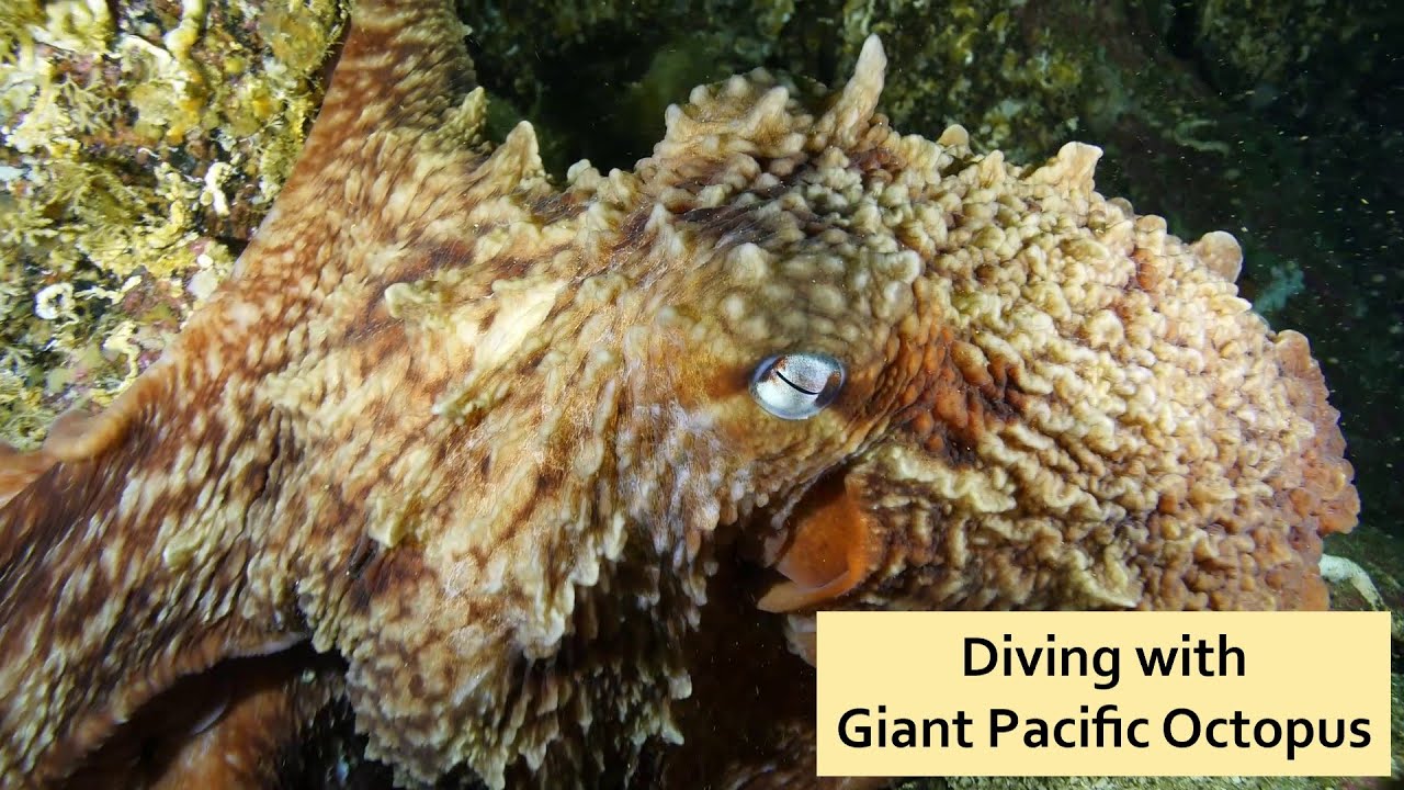 Diving with Giant Pacific Octopus