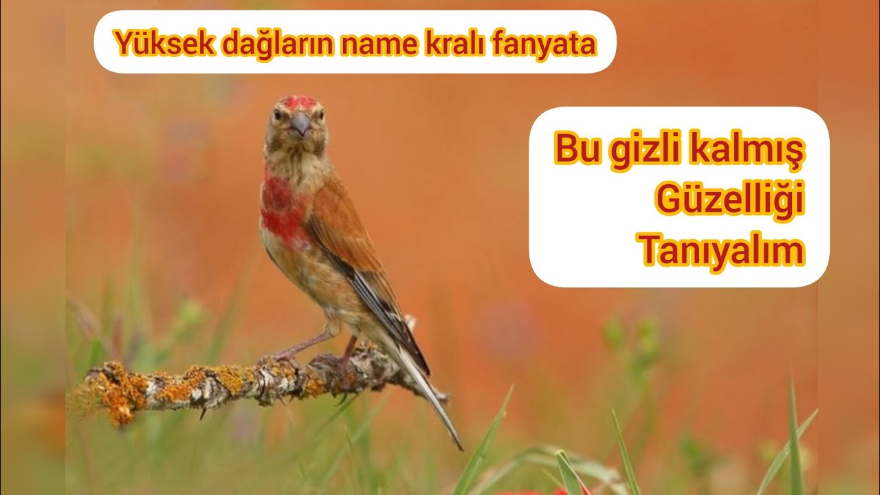 fanyata, keten kuşu, turuncan hakkında bilgiler ( yapılması gerekenler)