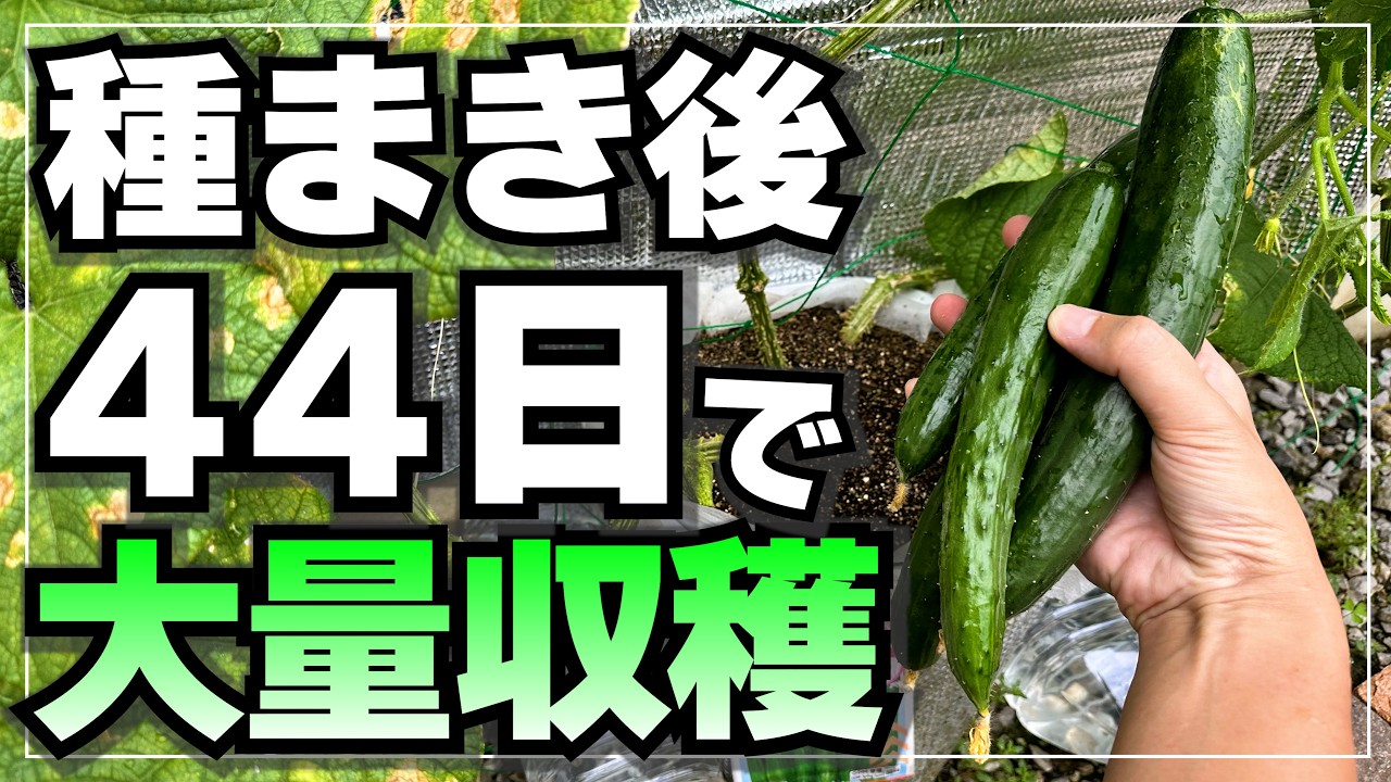 【超スピード収穫】バケツできゅうりを水耕栽培したら早くたくさん収穫出来ました！種まきから撤収まで全部お見せします！
