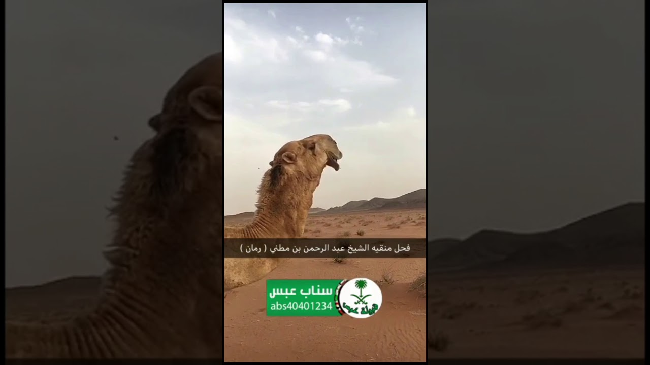 مقتطفات من تغطية مأدبة العشاء التي اقامها الشيخ عبدالرحمن بن مطني بن براك الرشيدي عند ابله