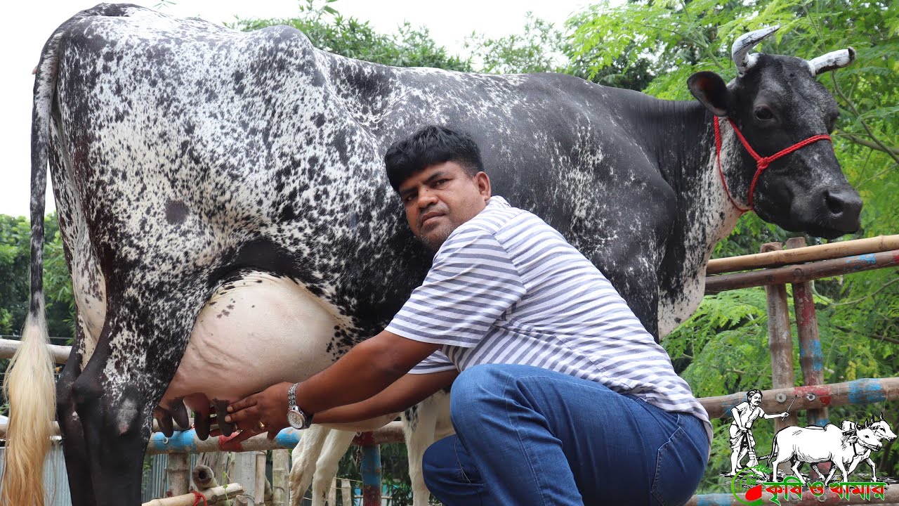 সরাসরি দুধ দোহন দেখে ৩০ লিটার পর্যন্ত দুধের গাভী পাবেন।কাউন্সিলর ভাইয়ের ফাটাফাটি কালেকশন।Krishi Tv