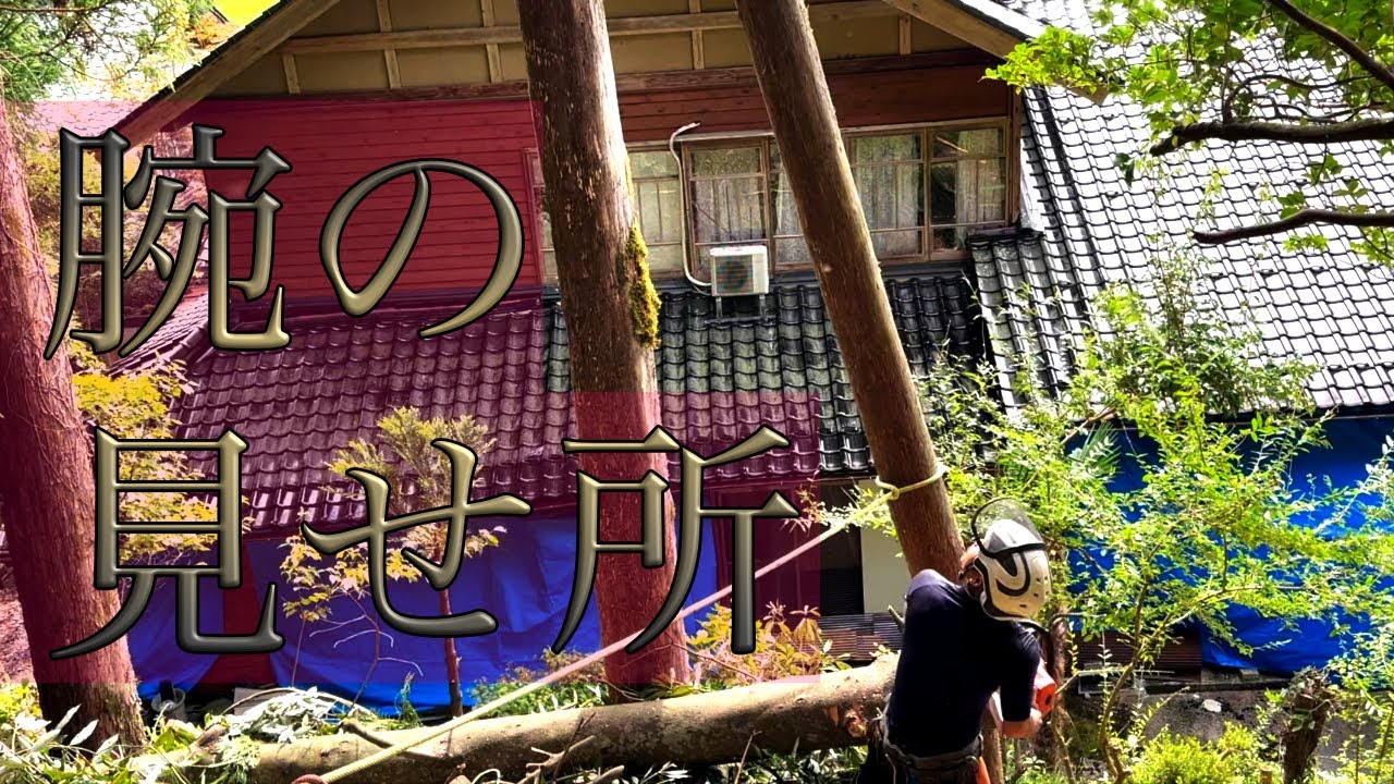【能登】地震と豪雨で民家に傾いてきた木を伐採!!