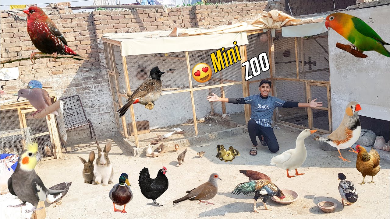 Hamara Mini Zoo 😀