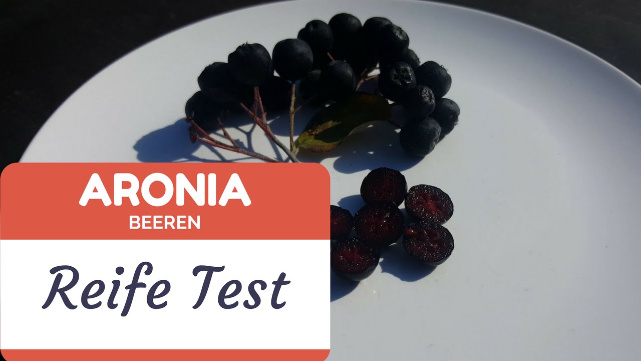 Wann werden Aroniabeeren geerntet so bestimmt man den richtigen Aronia Erntezeitpunkt