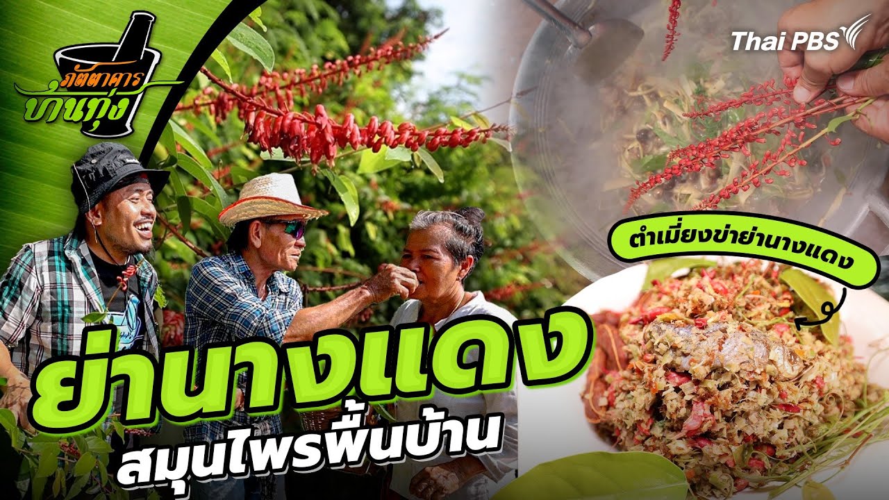 ย่านางแดง | ภัตตาคารบ้านทุ่ง