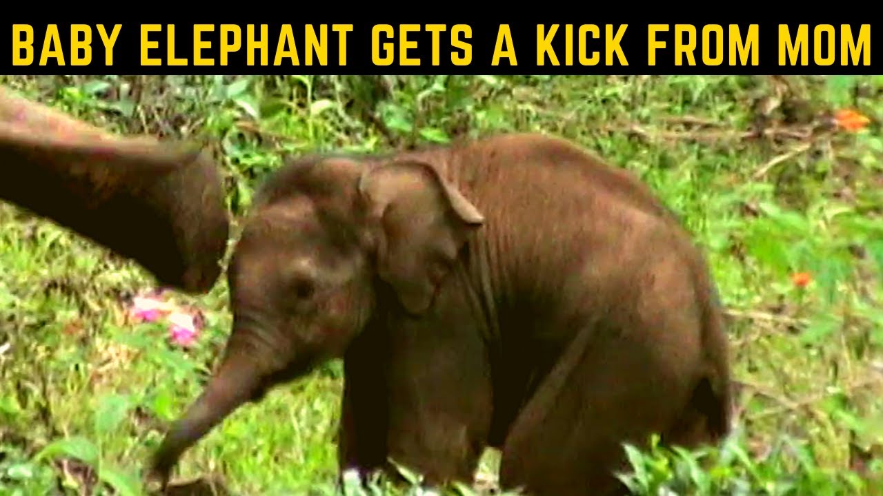 Baby elephant gets a kick from mom elephant | அம்மாவிடம் செல்ல உதை வாங்கிய குட்டி யானை | Cho Chimple