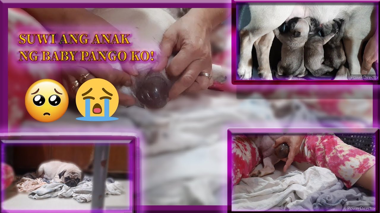 my second time assisting on pug giving birth/ dog whelping/ how to care and feed the new born puppy