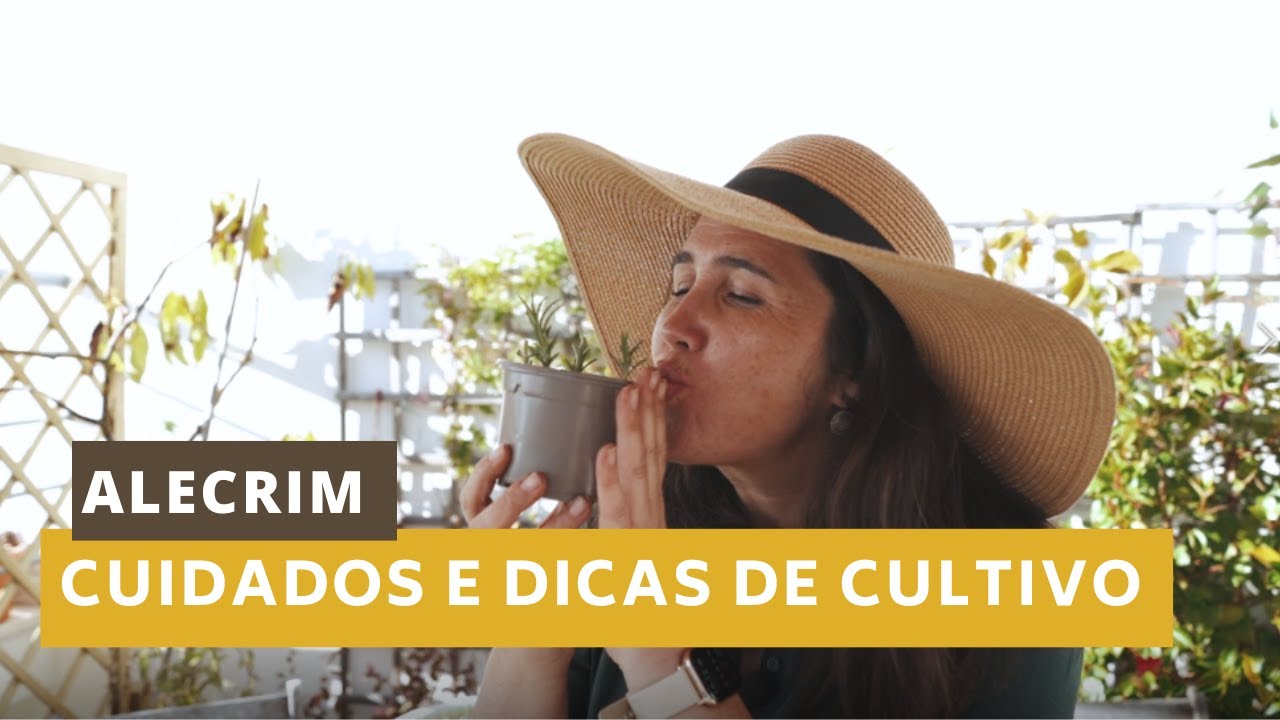 Alecrim - Como Cuidar e Dicas de Cultivo