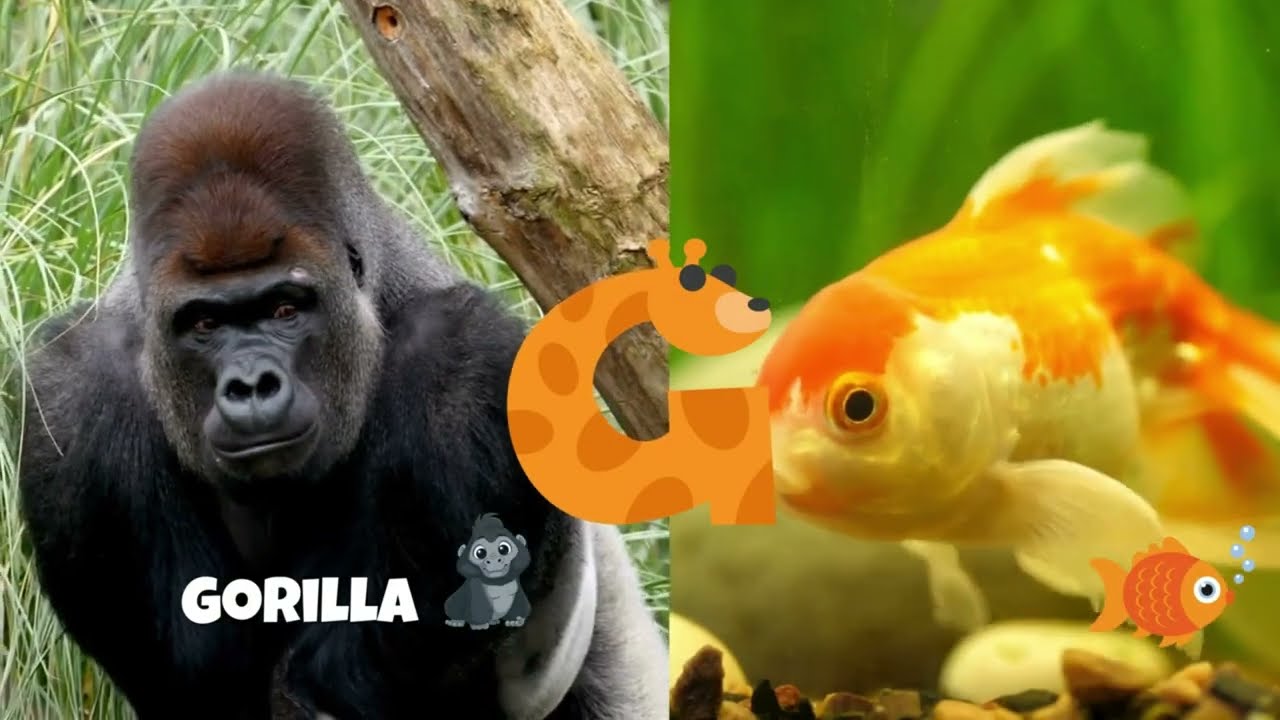 Animal Phonics Song |  Learn Letter Sounds | ABC Phonics for Toddlers & Kindergarten
