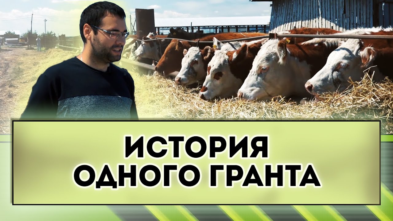 Выращиваем КРС мясной породы. Обмен опытом . Грант