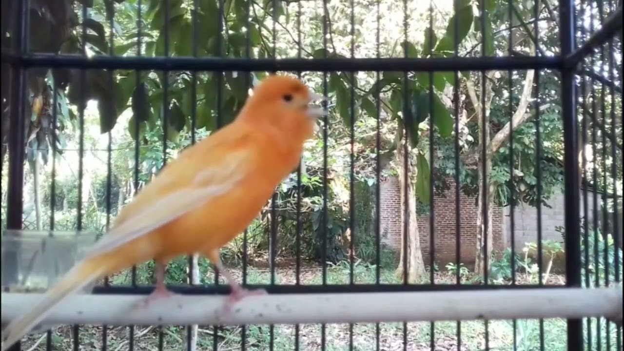 Soothing Canary Chirps – Best Birdsong for Deep Sleep & Meditation || CANARY #12