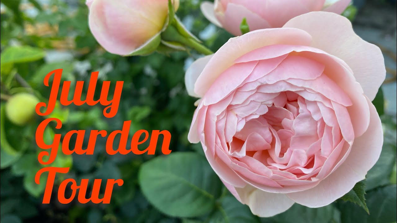 July garden tour| Emma Bridgewater second flush| David Austin | Harkness roses