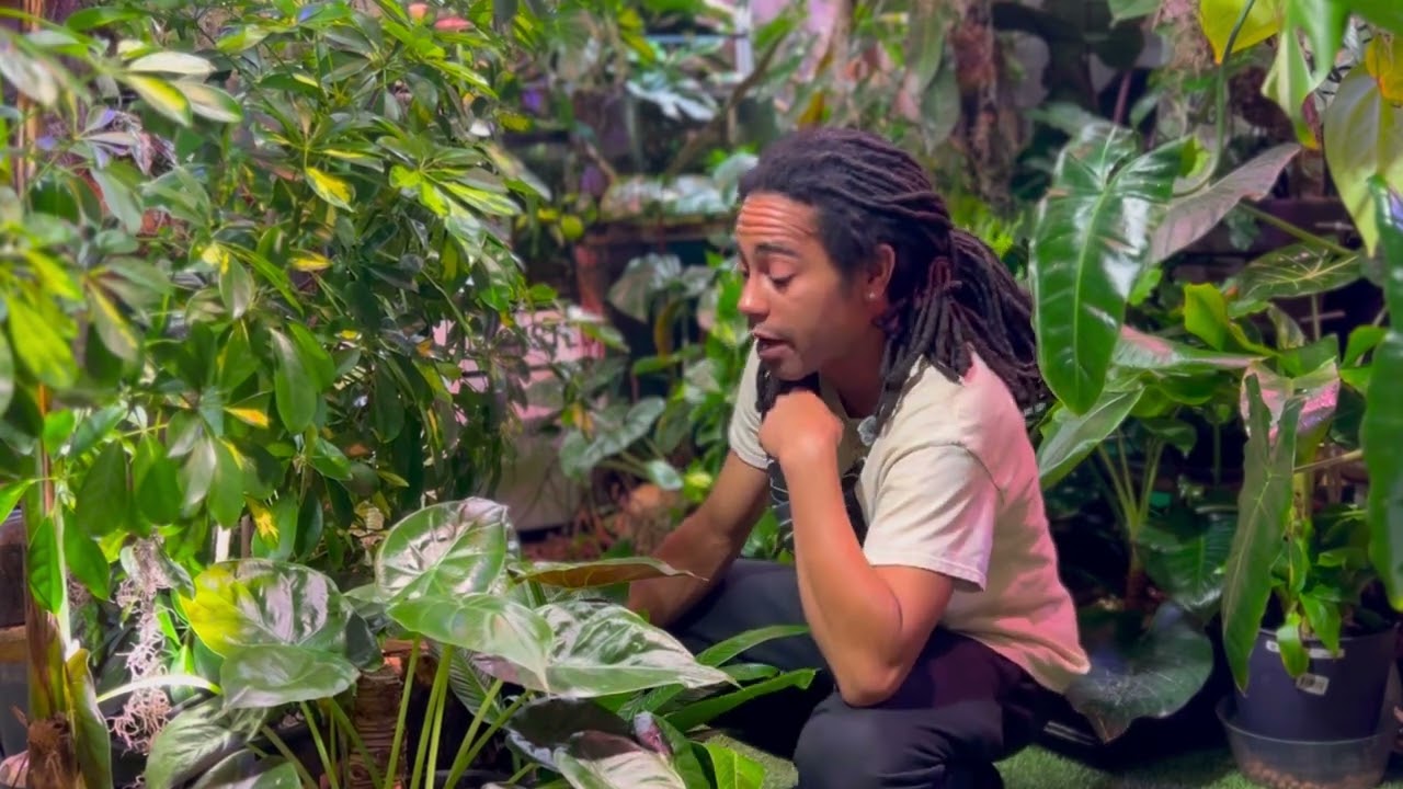 Winter Care For Tropical House Plants! Tips & Tricks to growing plants indoors 🌿🌿