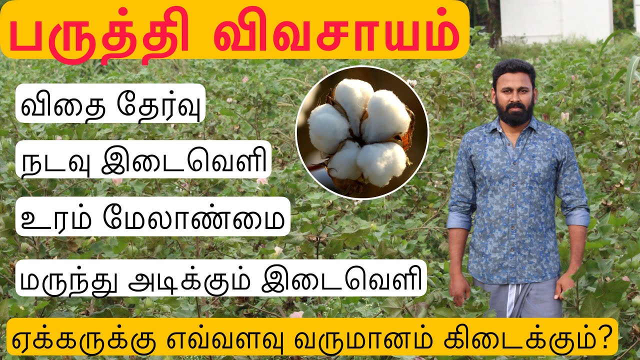 பருத்தி விதை தேர்வு முதல் பஞ்சு விற்பனை வரை/from cotton seeds selection to cotton sales