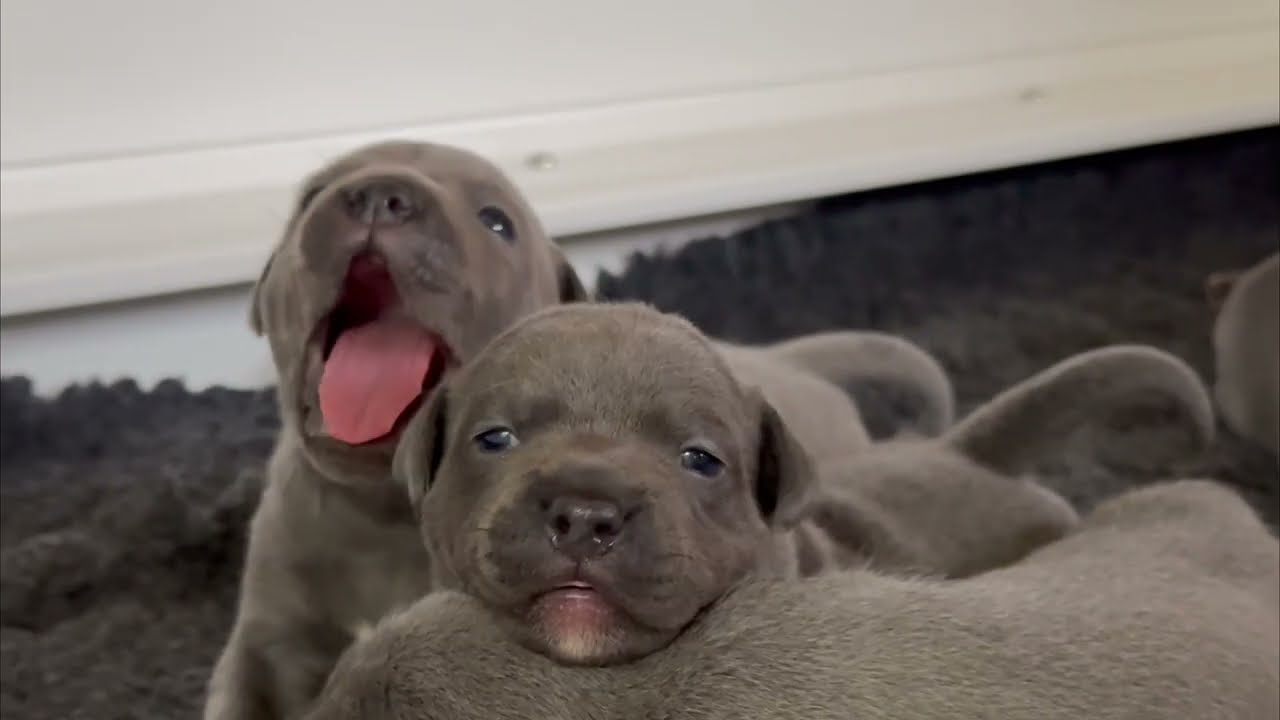 Cute Blue Staffordshire Bull Terrier puppies. Petra & Tommys litter of staffy pups. Episode 8