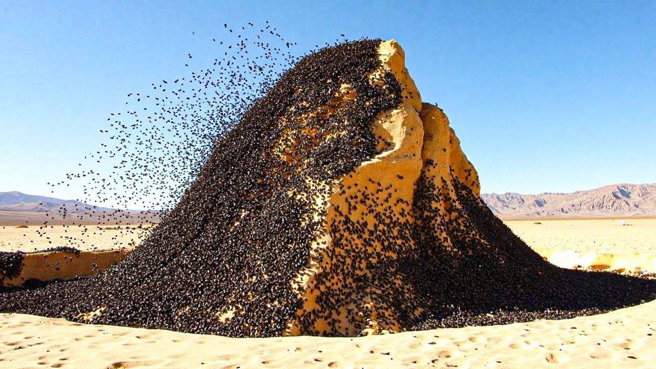 No One Believed These Ants Were Deadly...Until This Was Caught On Camera