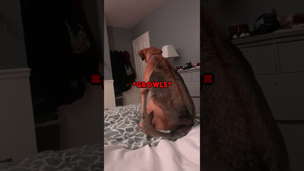 DOG Protects Owner From GHOST?!