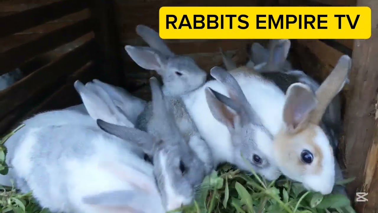 My people 🇧🇷🇮🇳🇺🇸🇷🇼🇳🇪🇧🇮🇿🇼 see how the kittens share fresh grasses 🐇🌿🐇🤣🤣