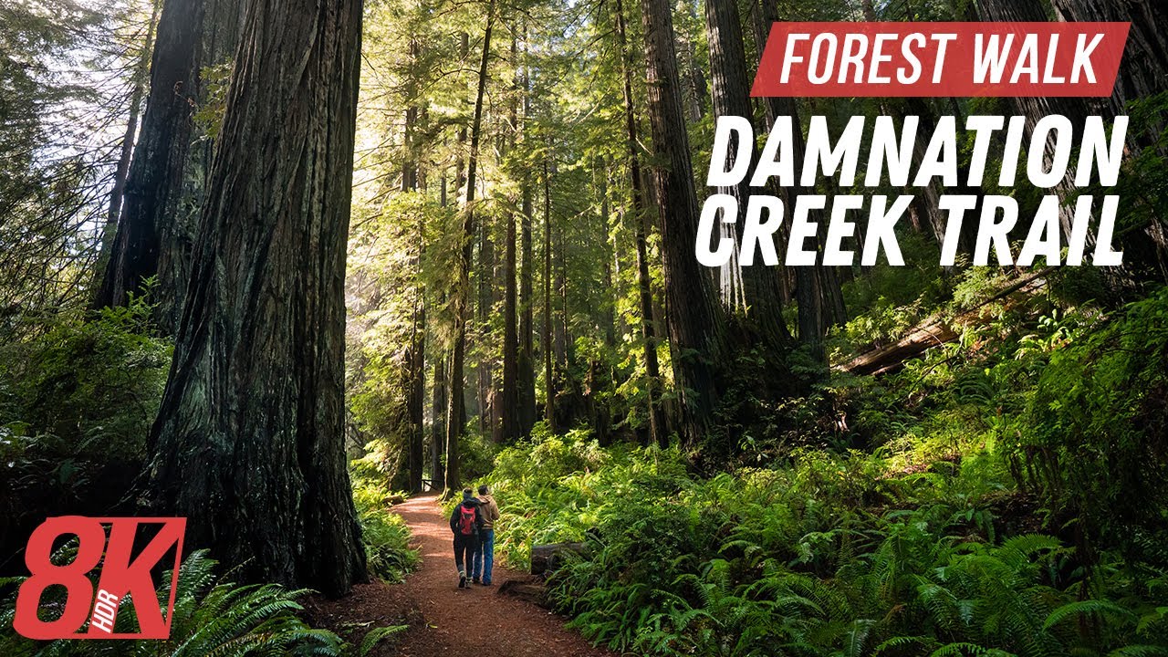Walk among Redwood Trees in California for Treadmill Workout - 8K HDR Damnation Creek Trail Hike