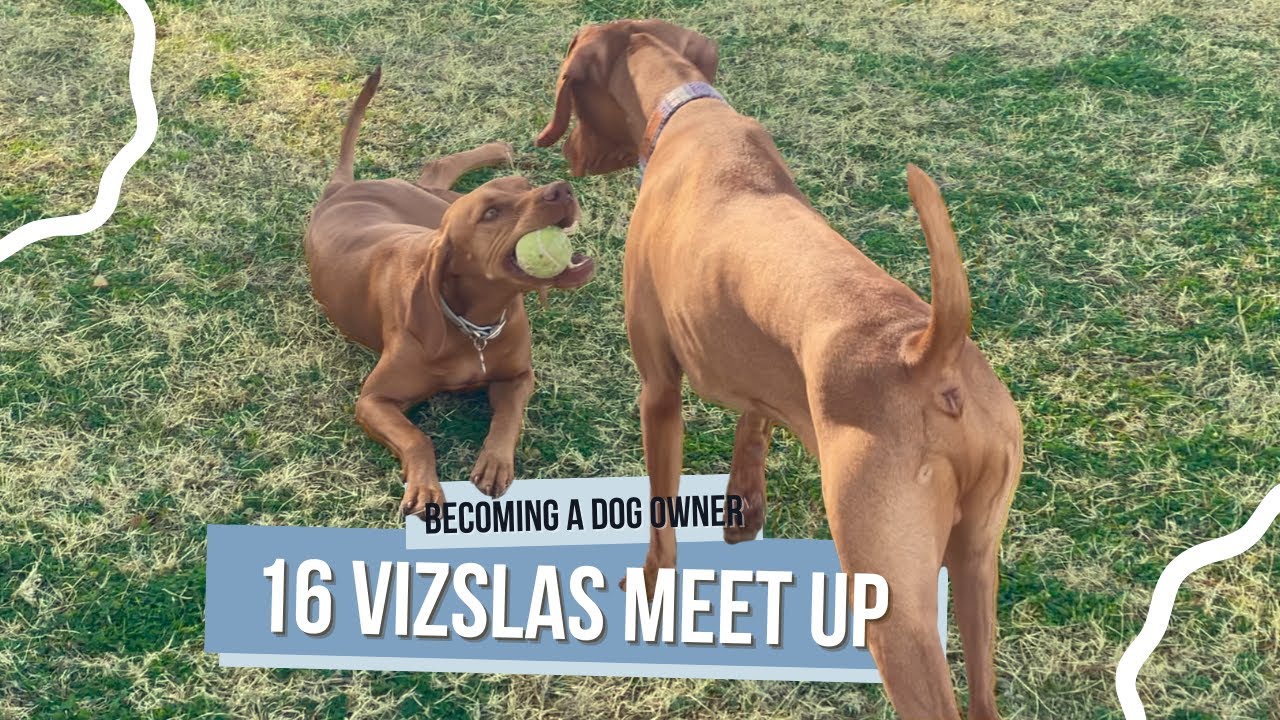 Vizsla Meetup in Scottsdale Arizona