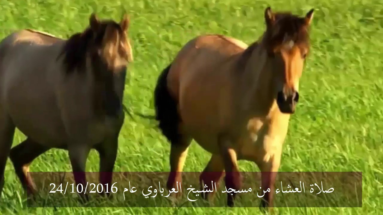 صلاة العشاء من مسجد العرباوي 24/10/2016 للشيخ توفيق بن شعبان