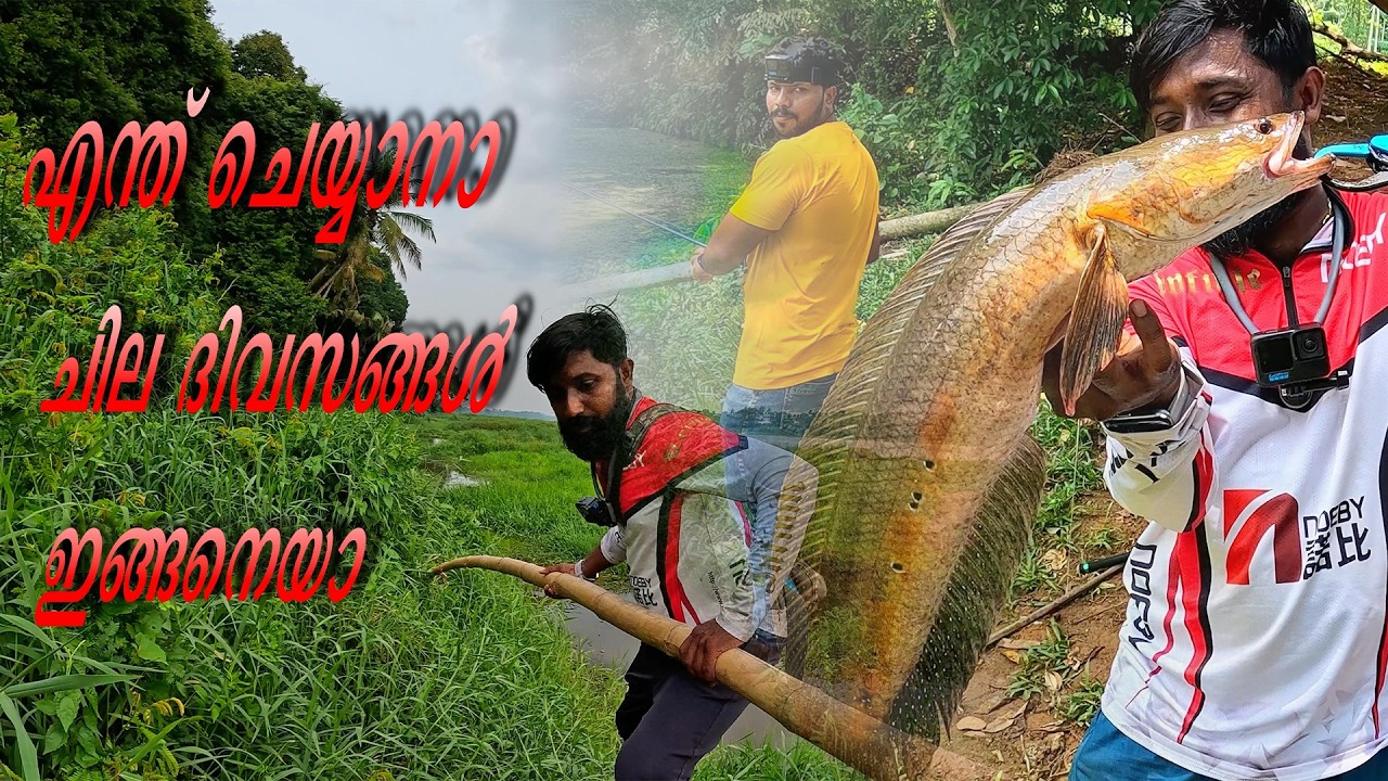 FISH:മാമ്പഴം കഴിച്ചപ്പോൾ കിട്ടിയത് 'തു'! 😱 പാമ്പുകൾ വാഴുന്ന ഇടത്തെ മീൻപിടുത്തം! 🎣🐍 Snakehead Fishing