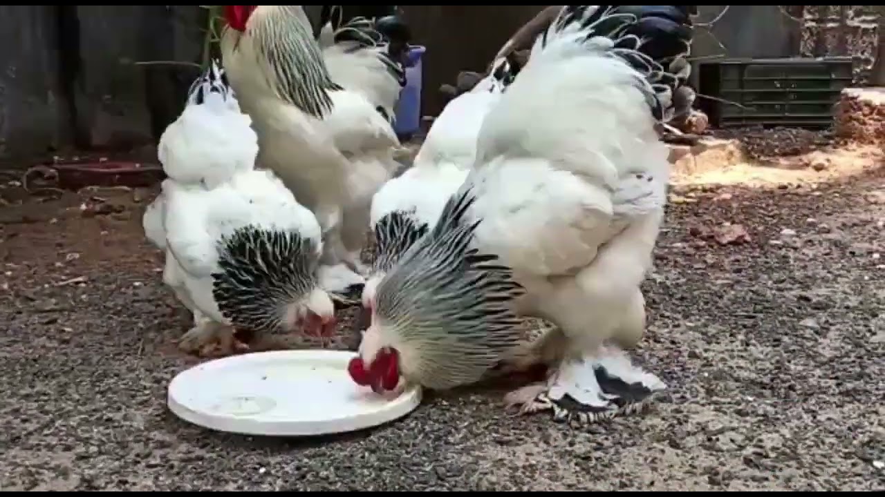 Columbian Brahma Chicken Price in India