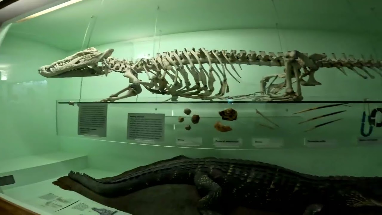 5.02.2026 [UK] London: Natural History Museum & V&A Museum