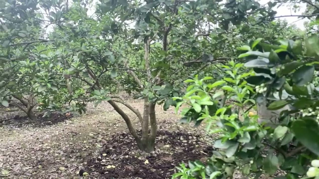 Đầu xuân hoa bưởi