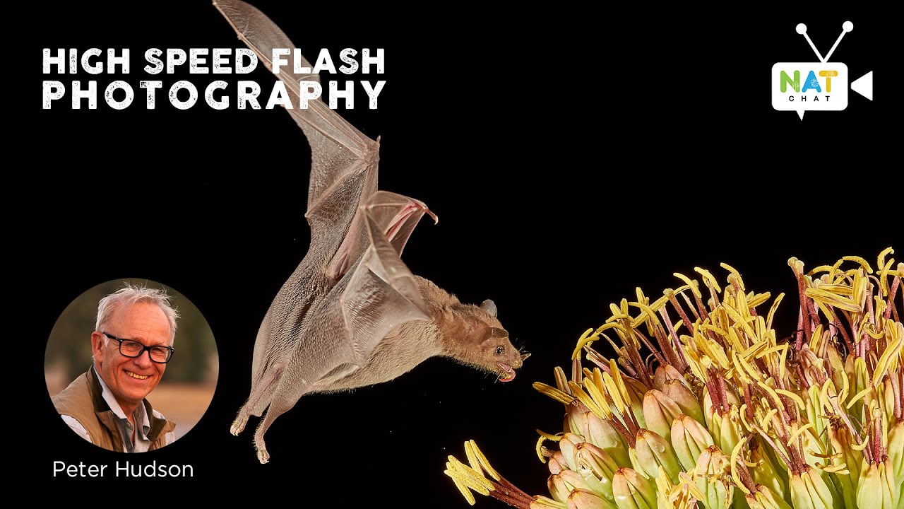 NATChat - High Speed Flash Photography by Dr. Peter Hudson