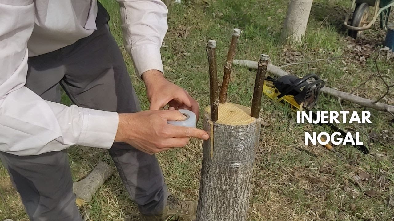 Injerto de Nogal en DETALLE