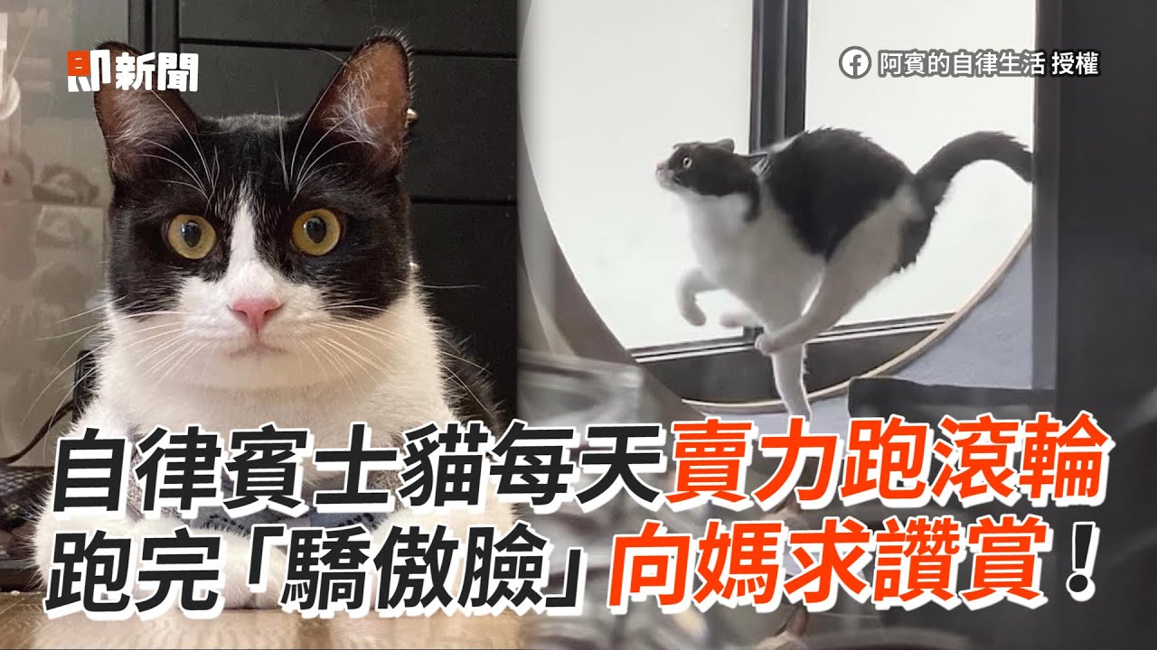 自律賓士貓每天賣力跑滾輪 跑完「驕傲臉」求讚賞😼｜寵物動物｜貓咪｜精選影片