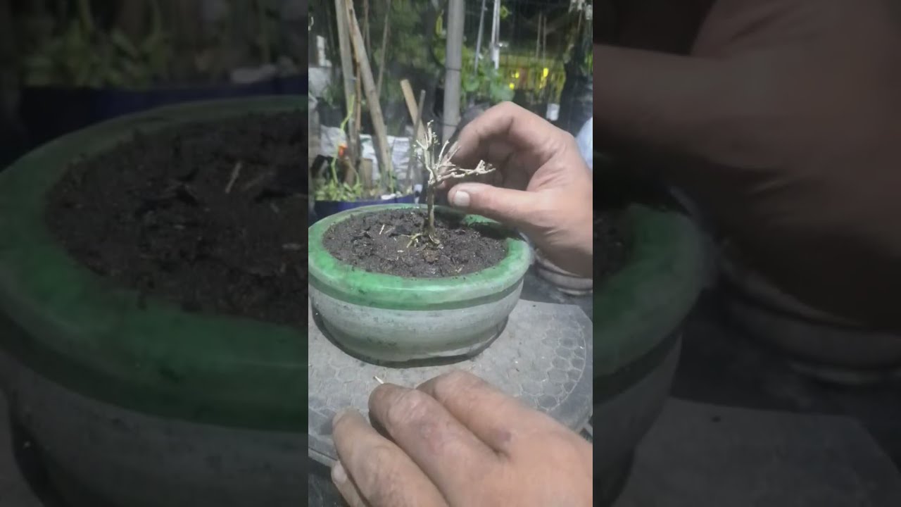 Bonsai sancang