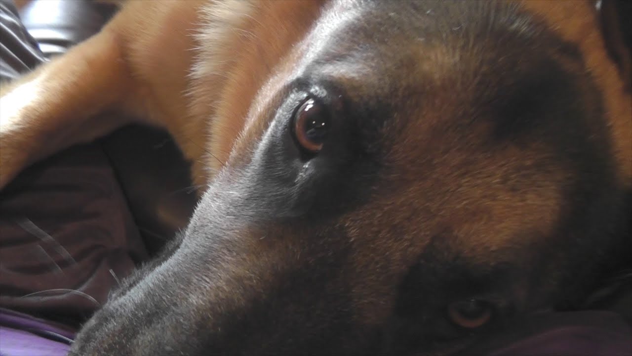 German Shepherd Cuddle Monster - The Aggressive Breed (GSD)