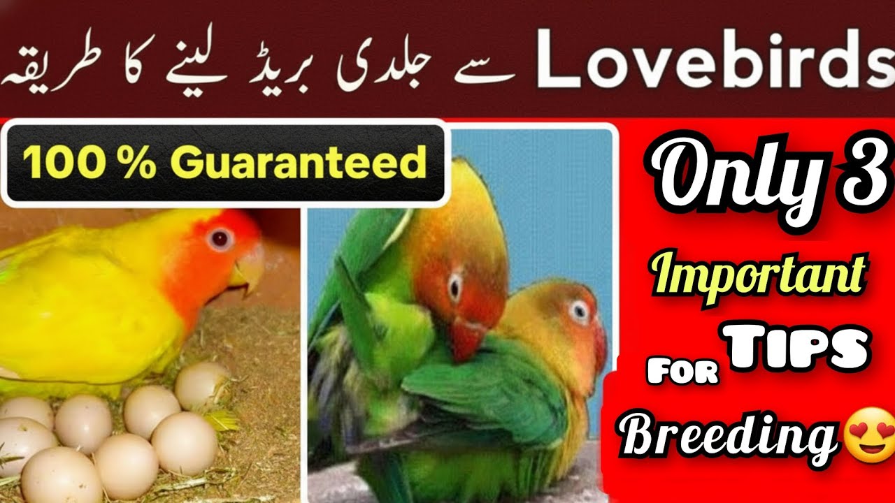 lovebirds breeding tips | how to breed lovebirds | Lovebirds ko jaldi ando par Kasey laen by SBMS