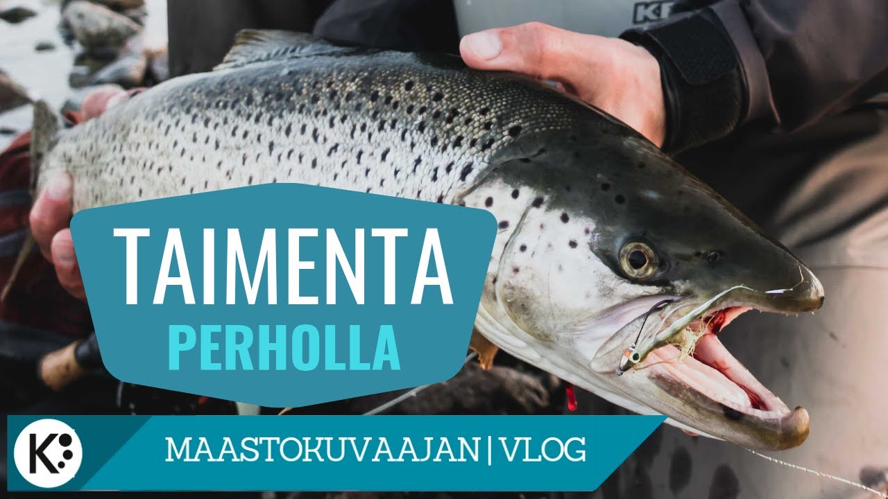 Meritaimenta perholla Gotlannista